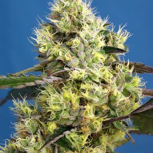 SWEET GELATO AUTO SWEETSEEDS