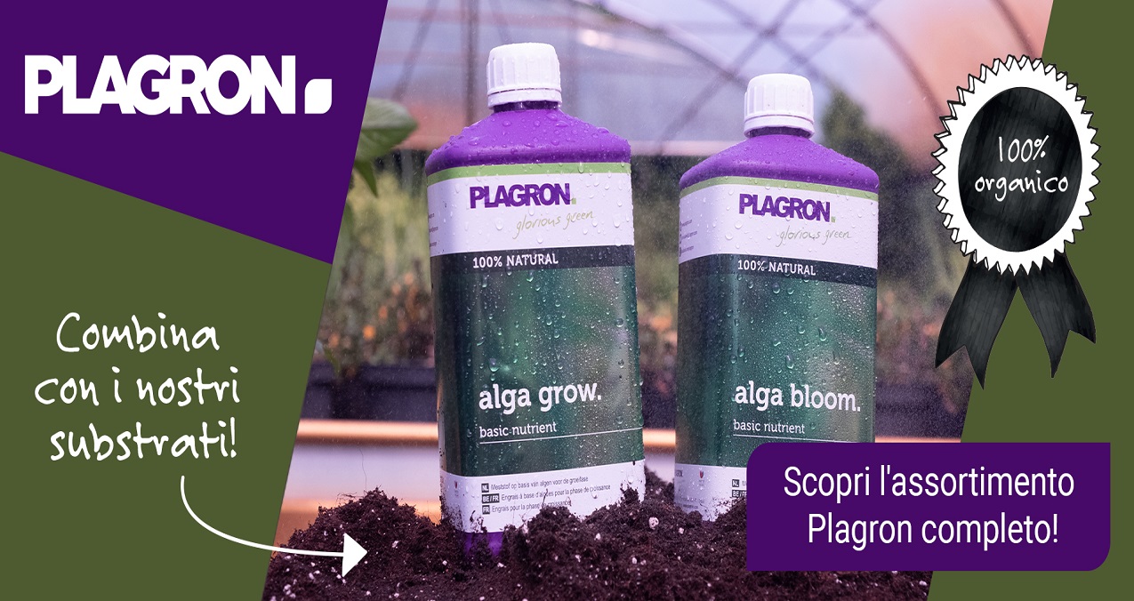 pl-19-165_webbanner_igrow_alga_1920x800px_it