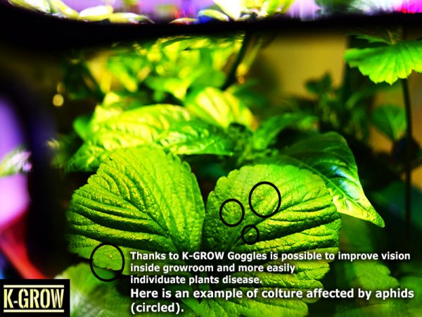 K-Grow – Occhiali per Growroom - immagine 4