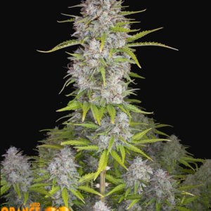 ORANGE SHERBET AUTO FAST BUD