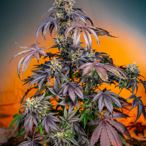 RED GORILLA GIRL XL AUTO SWEETSEEDS