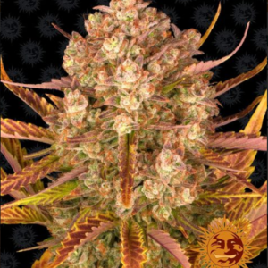 DOS SI DOS AUTO BARNEY'S FARM