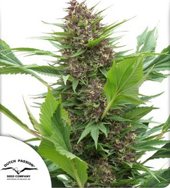 FRISIAN DUCK DUTCH PASSION - immagine 2