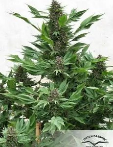 FRISIAN DUCK DUTCH PASSION