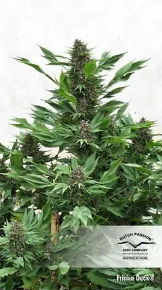 FRISIAN DUCK DUTCH PASSION