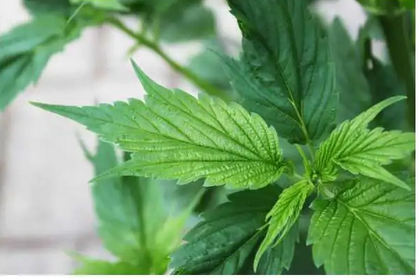 FRISIAN DUCK DUTCH PASSION - immagine 3