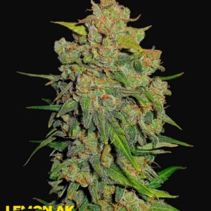 LEMON AK AUTO FAST BUDS