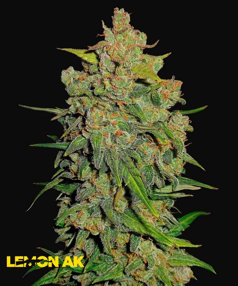 LEMON AK AUTO FAST BUDS