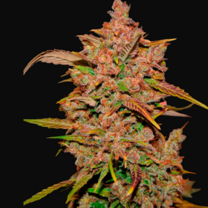 CRYSTAL METH AUTO FAST BUDS