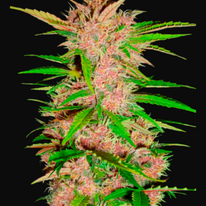 FASTBERRY AUTO FAST BUDS