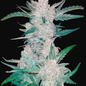 MEXICAN AIRLINES AUTO FAST BUDS