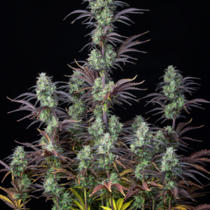 MIMOSA CAKE AUTO FAST BUDS