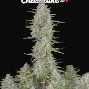 WEDDING CHEESCAKE AUTO FAST BUDS