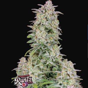 FORBIDDEN RUNTZ AUTO FAST BUDS