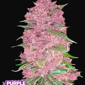 PURPLE LEMONADE AUTO FAST BUDS
