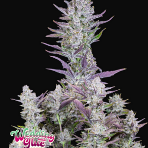 WEDDING GLUE AUTO FASTBUDS