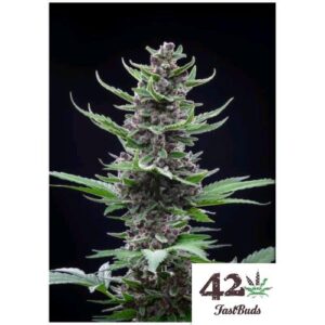 Tropicana Cookies Auto Fast Buds