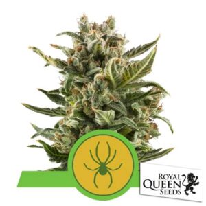White Widow Auto Royal Queen Seeds