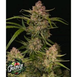 °New° Guava Auto Fast Buds