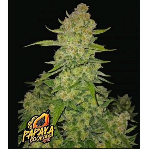 °New° Papaya Cookies Auto Fast Buds