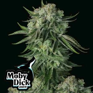 Moby Dick Auto Fast Buds