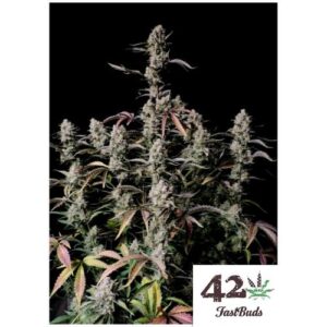 Gorilla Zkittlez Auto Fast Buds