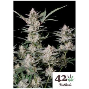 Strawberry Gorilla Auto Fast Buds