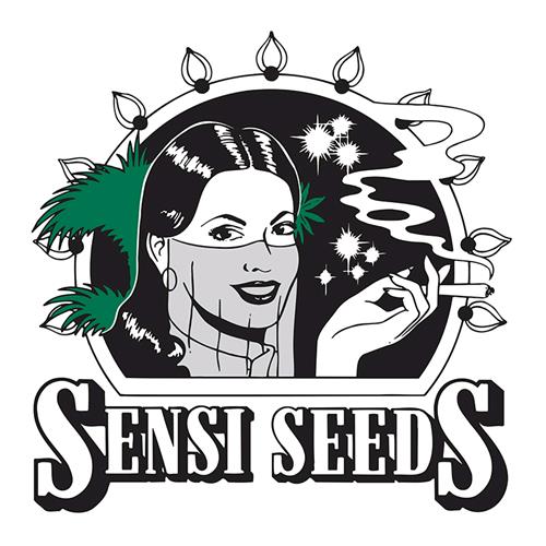 BLACK DOMINA SENSI SEEDS
