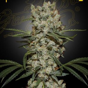 Green House Seeds SUPER SILVER HAZE