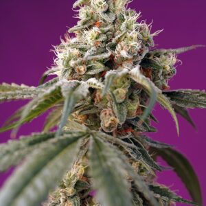 Bruce Banner Auto® Sweet Seeds
