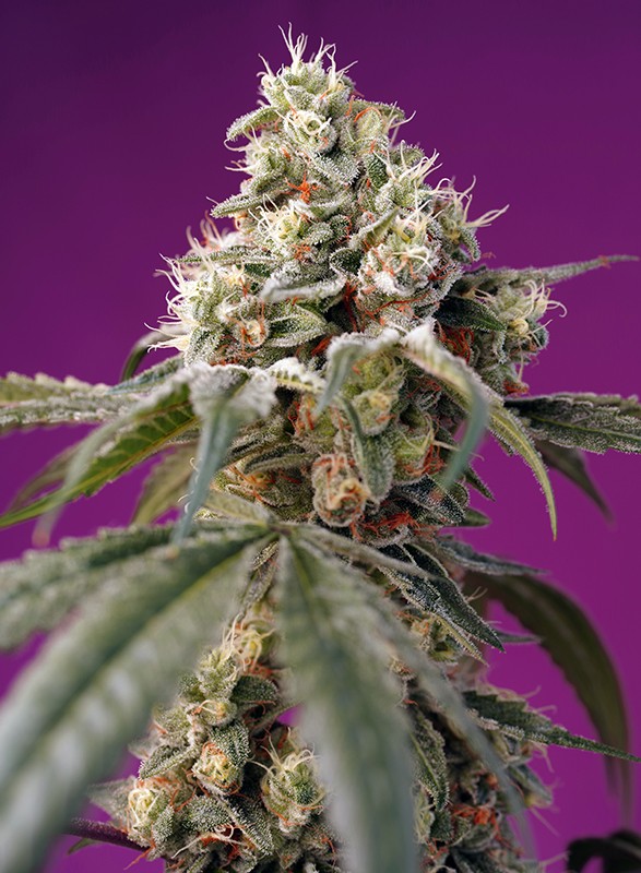 Bruce Banner Auto®  Sweet Seeds