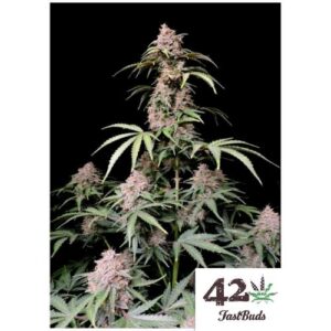 Amnesia Zkittlez Auto Fast Buds