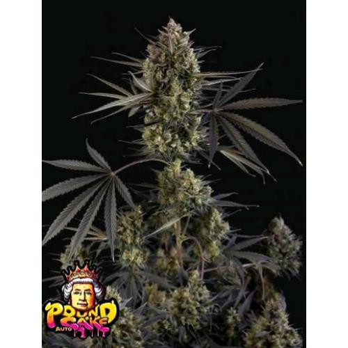 °New° Pound Cake Auto Fast Buds