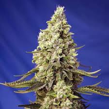 Runtz XL Auto® Sweet Seeds