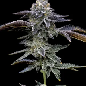 Blue Dream Strain Barney's Farm